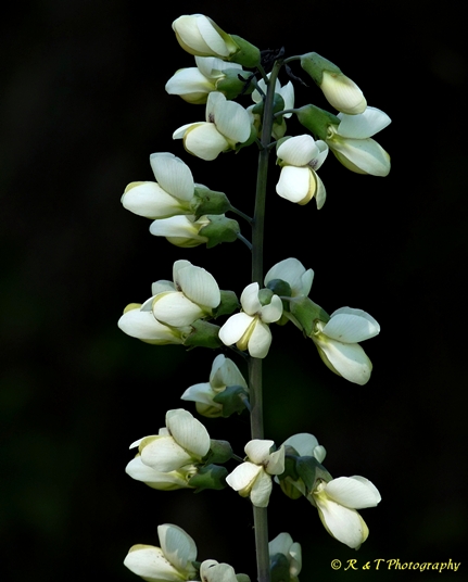 {Baptisia leucanthas}